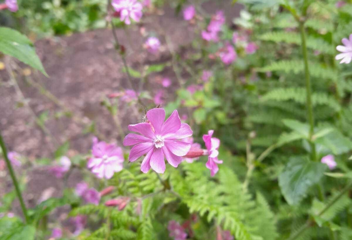Himalayan balsam at Alton. Photo courtesy of Beth Dawid