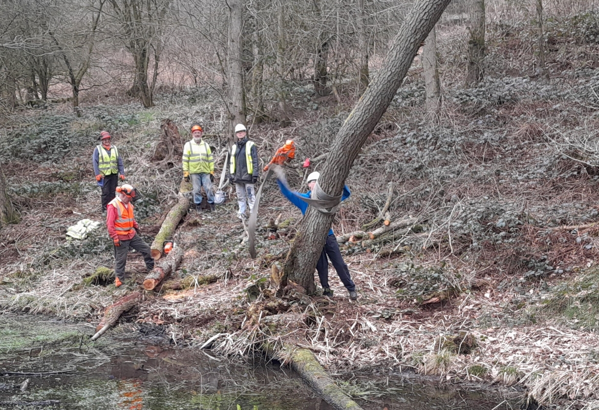 Volunteers removing dead and fallen trees from the bed of the canal above Bridge 70